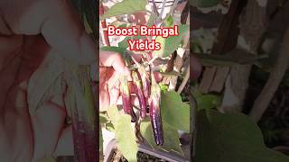 How to get more brinjals per plant. #garden #brinjal #diy