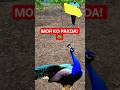 😲 Jungle में मोर पकड़ने की कोशिश | Real Wildlife Rescue / Catch Video peacock aawaj #peacock #birds
