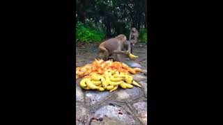 Monkeys eat bananas  القرود تأكل الموز والكيك