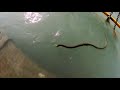 Haridwar  king cobra snake  ganga har ki pauri per dikha snake         
