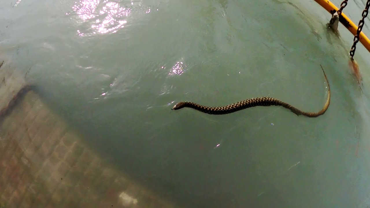 Haridwar  king cobra snake  Ganga Har ki Pauri per Dikha snake         