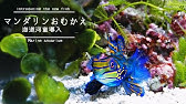 ニシキテグリ マンダリン がやってきた 海水魚水槽 Youtube ニシキテグリ マンダリン がやってきた 海水魚水槽 Youtube