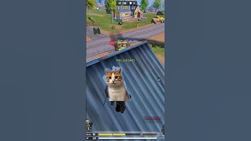 Meow went hunting with 2x SMRS | #codmobile #callofdutymobile #codm #gameplay 