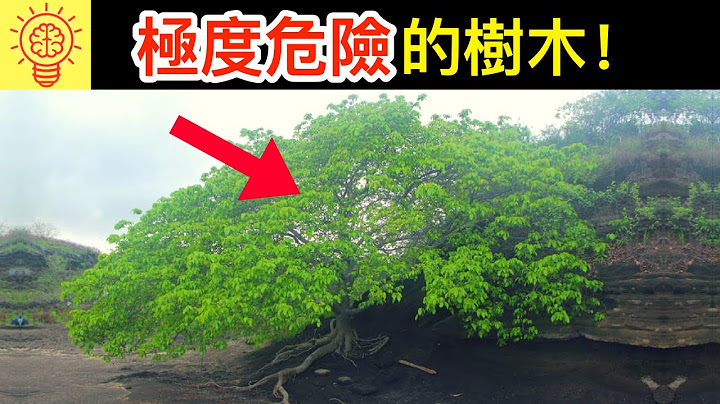 6個極度危險的【可怕樹木】！ - 天天要聞