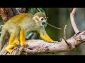 Squirrel monkey amazing facts about natures mischievous primates
