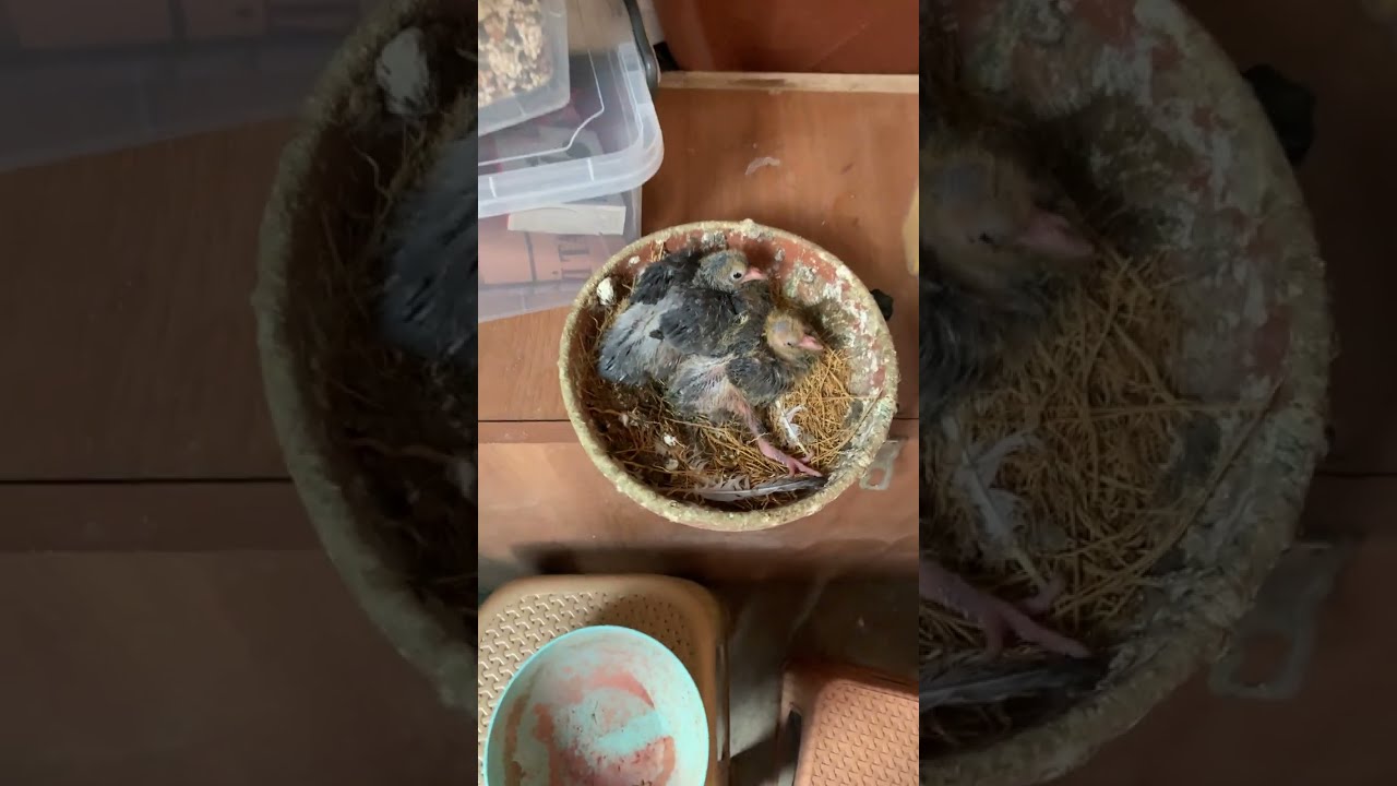 #keşfet Çarpık ayak, tek ayakta ya da her iki ayakta şekil ve fonksiyon bozukluğu görülen kuşlar