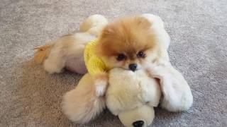 Lulu Teddy Bears Picnic