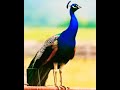 2022 peacock and 4000 bce peacock  mythology royal king  mj 1m shortviral trending