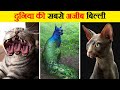 दुनिया की सबसे दुर्लभ बिल्ली | 10 Rarest Cats in the World | Rare Cat Species Nobody Has Seen