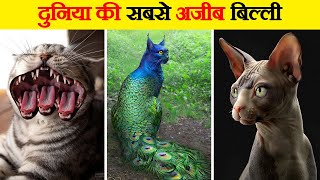 दुनिया की सबसे दुर्लभ बिल्ली | 10 Rarest Cats in the World | Rare Cat Species Nobody Has Seen