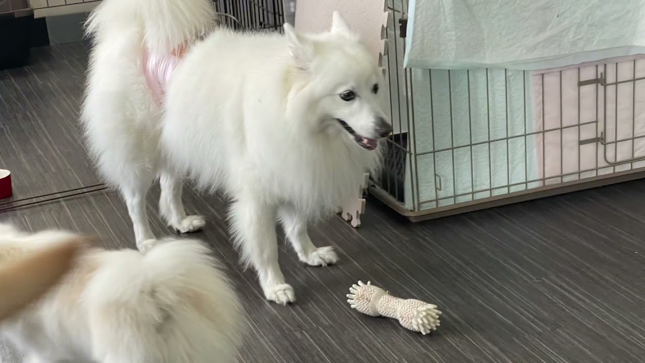 Happy dog 2021幓6ę8ę„ - YouTube