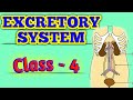 Excretory system  class  4  science