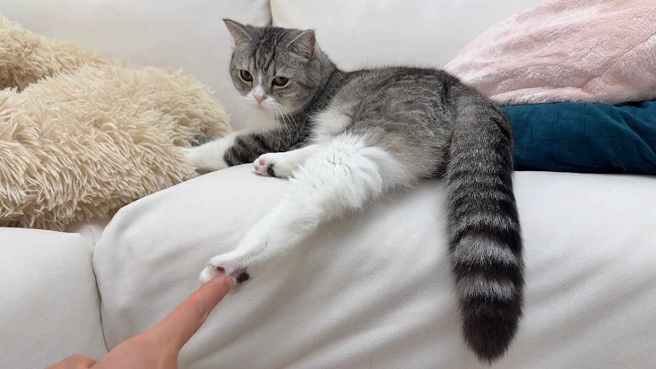 猫の肉球をこちょこちょしてみたら反応がかわいすぎましたw - YouTube