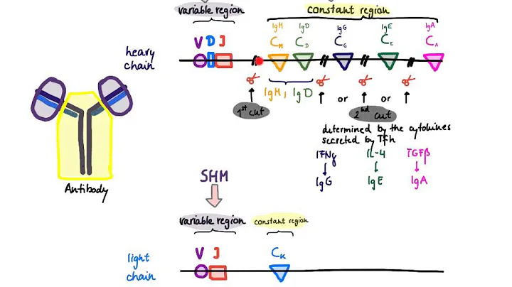 Brandl's Basics: Somatic hypermutation and class s...