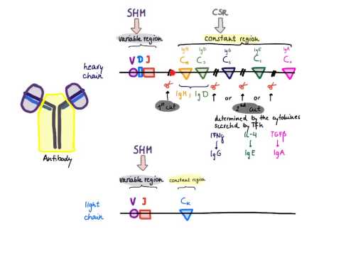 Brandl's Basics: Somatic