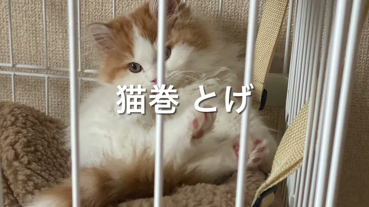 猫巻とげ 3時のおやつ 子猫 とげ スコティッシュフォールド スコ座り 猫のいる生活 Youtube