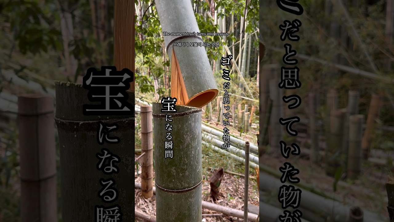 放置竹林、全国で問題となっている竹林、ゴミの山とするか、宝の山とするかは自分次第