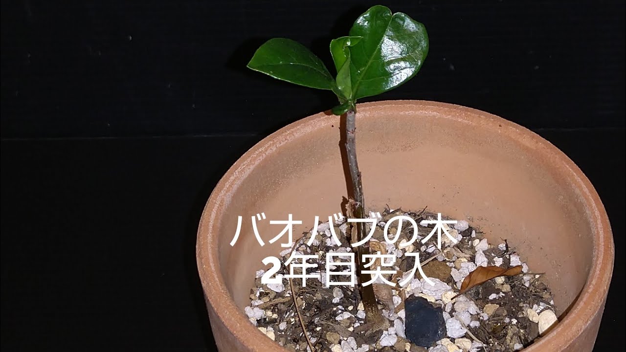 バオバブの木 実生から2年目突入 Youtube