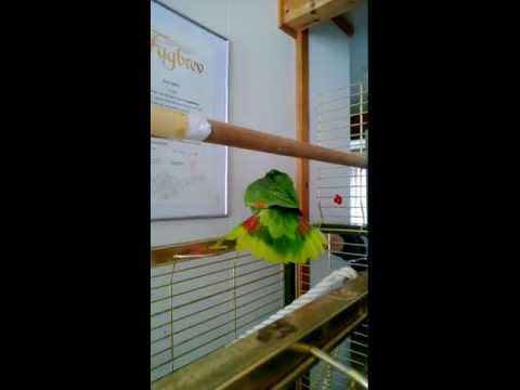 Video: Hvorfor Snakker Papegøyer