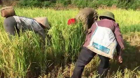 Tây Bắc Mùa Gặt Lúa - Gặt Lúa Nhà Bác | Tây Bắc Quê Hương Tôi