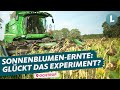 Wir Rechnen Nach Kann Die Sonnenblume Mit Mais Mithalten WDR Lokalzeit Land Schafft