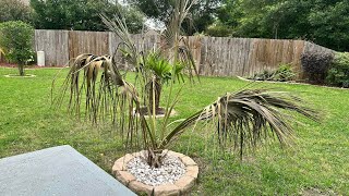 Yikes!! Palm Garden Removal Update! (Court construction) 🌴 ‼️