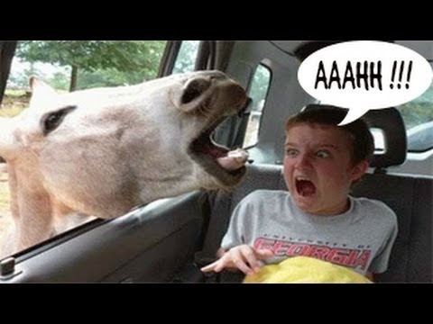 Funny Animal Attacks Videos Compilation 2017 [NEW HD] - YouTube