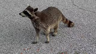 Wild Raccoon Eats Cat Food