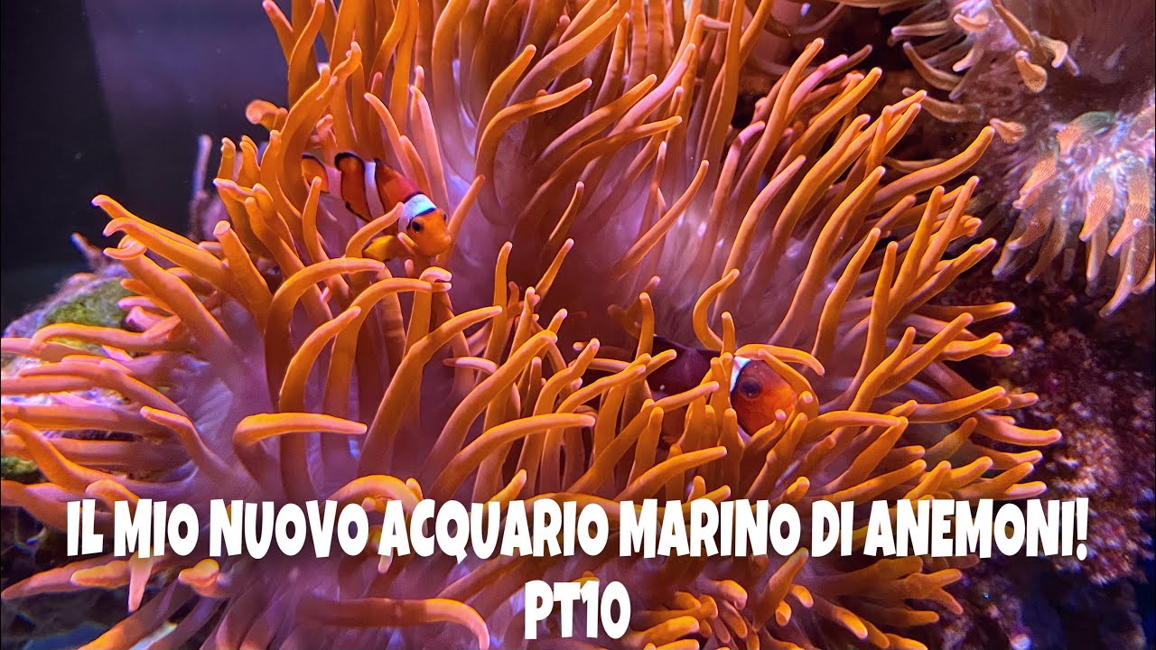 Il mio nuovo acquario marino di anemoni! Pt10 - sono arrivati gli ...