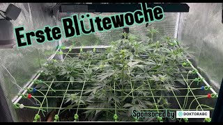 First flowering week after switching to 12/12