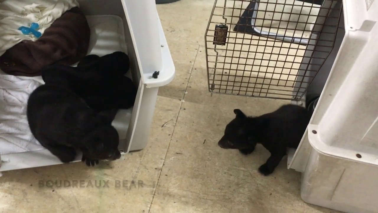 Beignet and Boudreaux Bear