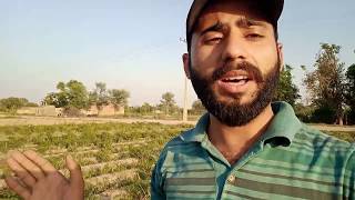 Information About Vegetables|Summer Season | Ch Habib Vlogs Official