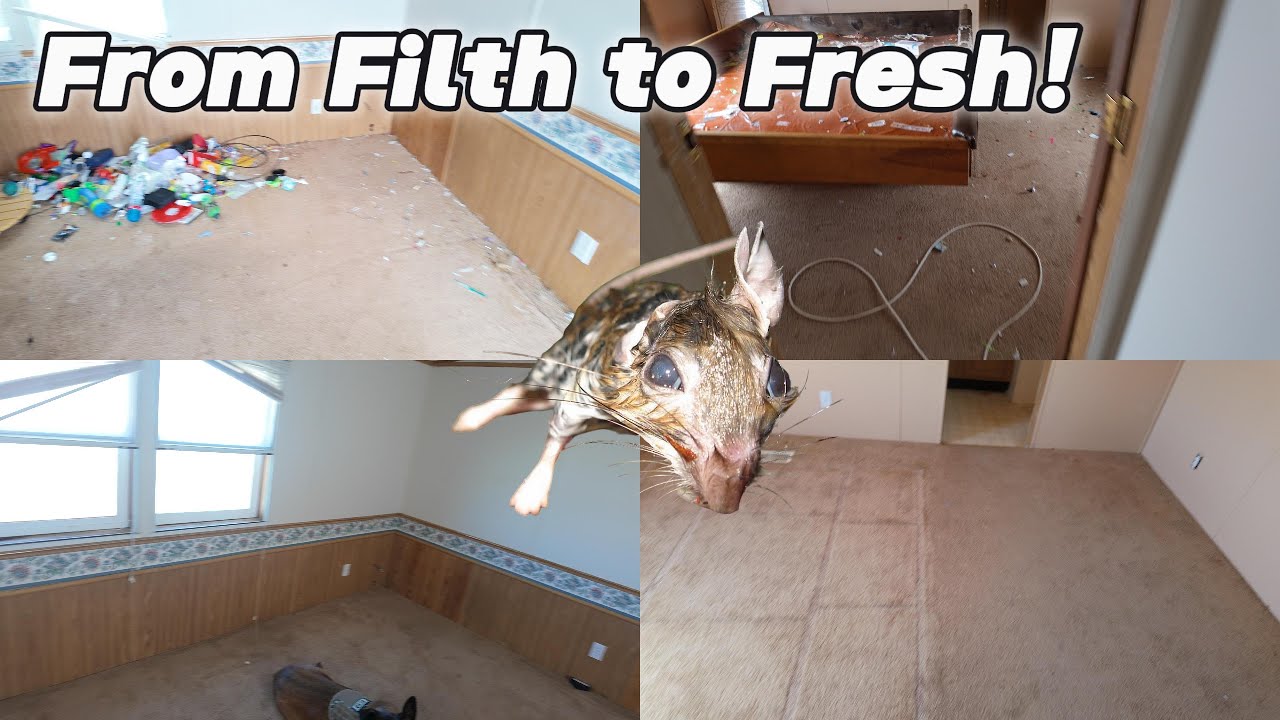 Extreme Mice Infestation Cleanup | Full Trailer Disinfect & Transformation