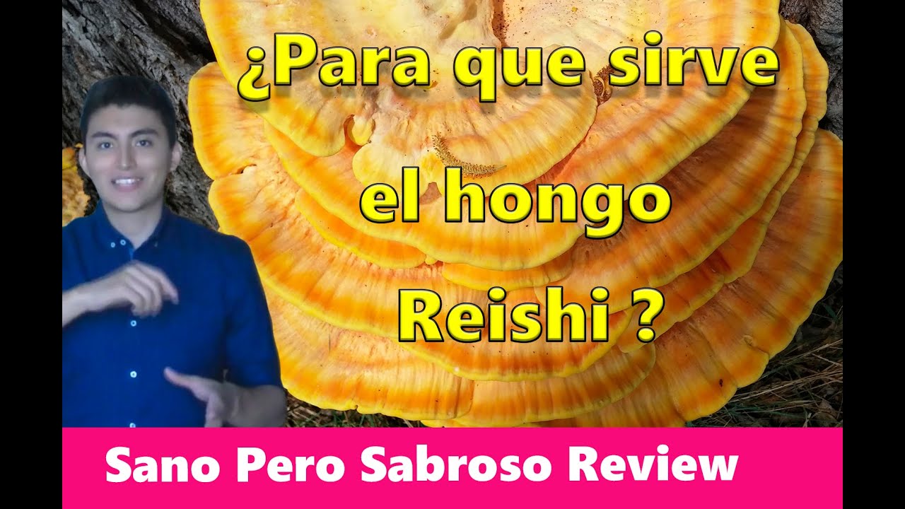 que es el hongo reishi