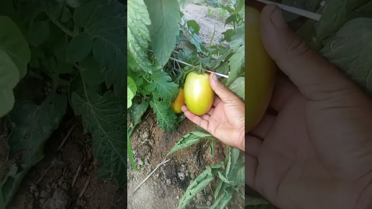 Tomate lampião plantio em campo aberto próximo da primeira colheita 