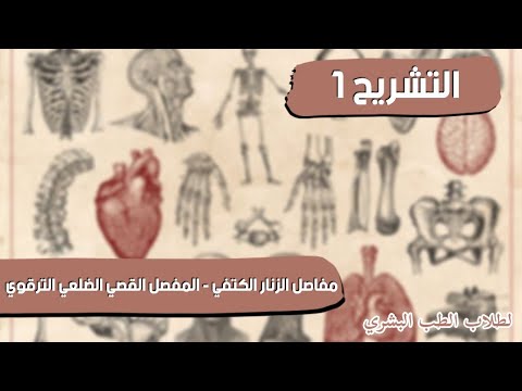 تشريح 1 مفاصل الزنار الكتفي المفصل القصي الضلعي الترقوي