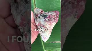 Mive Pink Megalodon Shark Tooth Found Scuba Diving
