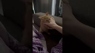 Precious Kitten Initiates Playful Nibbles