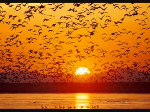 Minoo Javan - Hey Yar