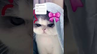 Coba Klian Like Nnt Muncul Kucing