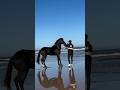 Who Is Black Horse Lover Horse Black Viralshort Foryou