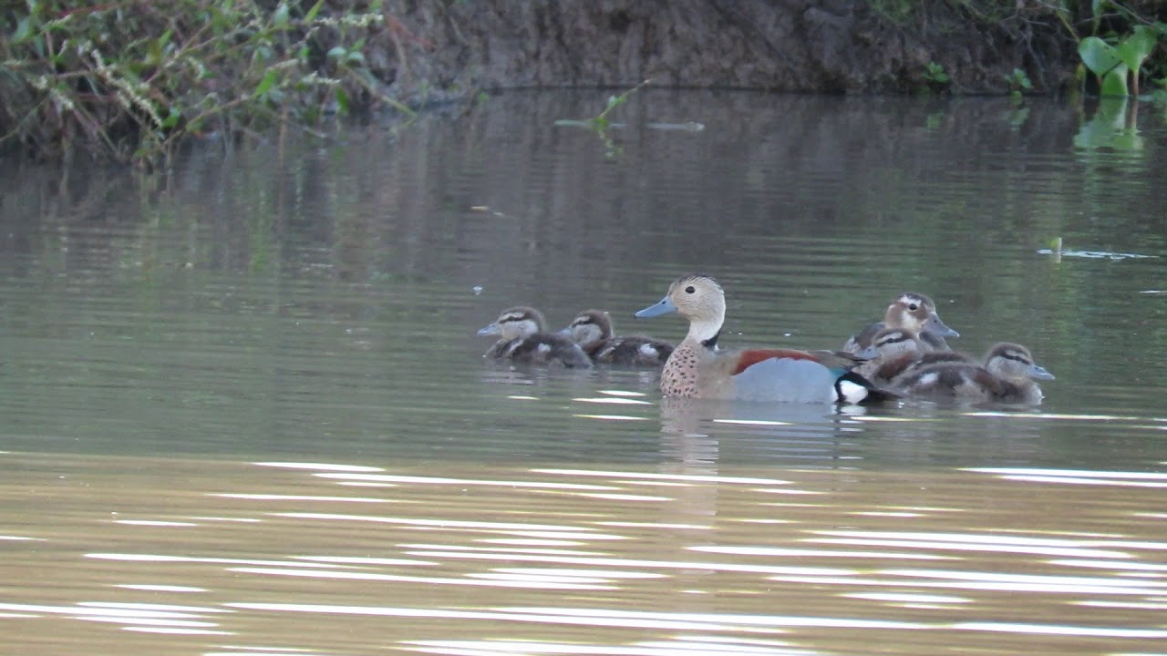 Familia de Patos de Collar (Callonetta leucophrys)