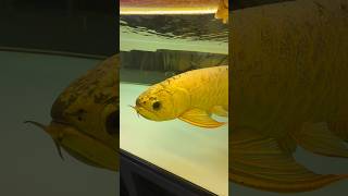 Tour of a fish store in China 🔥 #aquarium #aquariumhobby