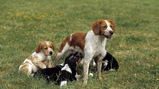 The Phenomenal Performance of Brittany Dogs and Flyball Mixes