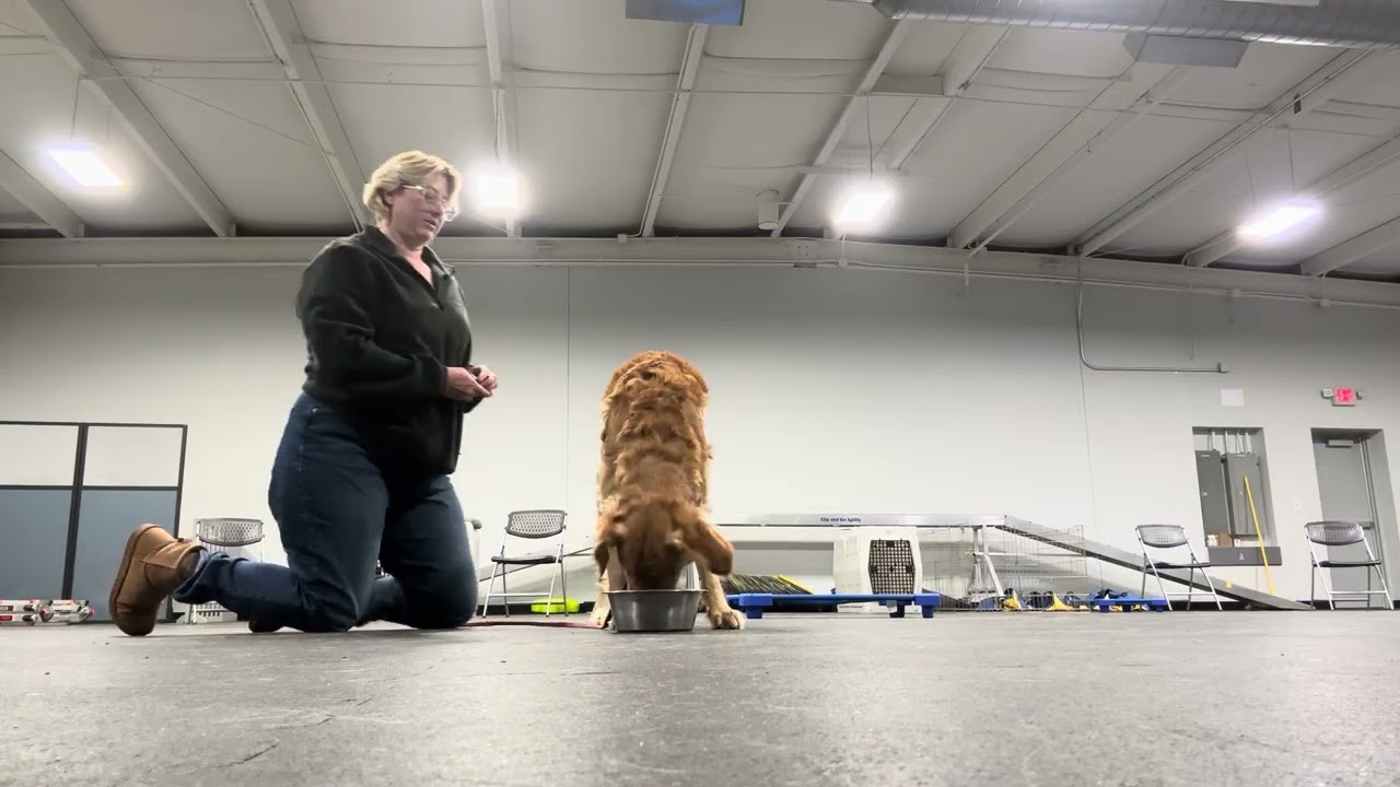 Premack Game with Turkey