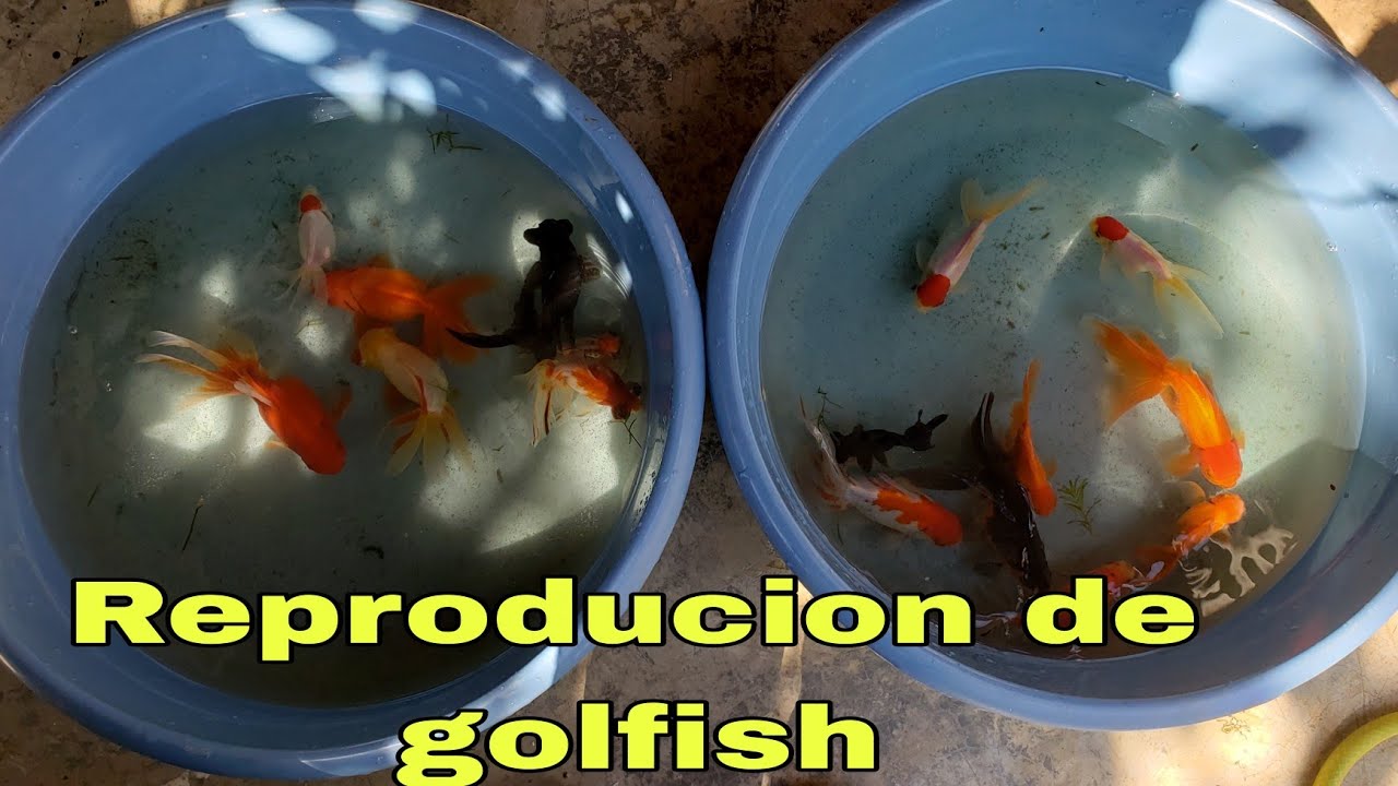 Reproducion de golfish parte 2 - YouTube