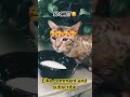 😹 Billi Ki Milk Party 🥛😂 | दूध देखते ही बिल्ली हुई पागल! #shorts #cat #cute #fyp #kitty