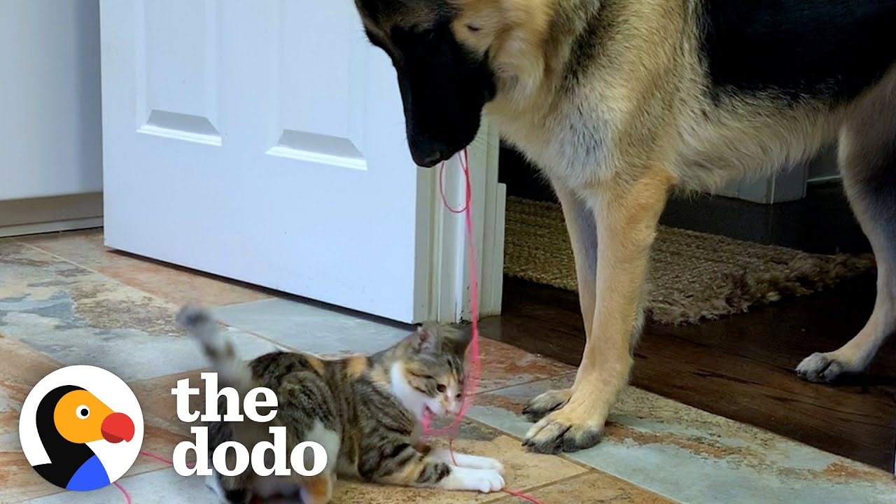 Video shows excited German shepherd jump into box of pet toys to pick one  out - ABC7 Los Angeles