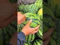 Fresh cutting ripe watermelon - Satisfying watermelon #trending