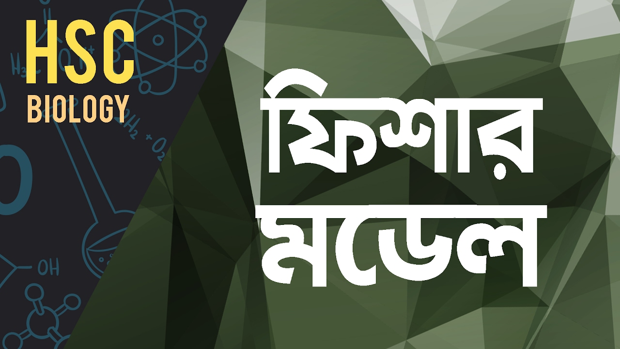 ০৬৯)অধ্যায় ৩ - কোষ রসায়ন : ফিশার মডেল (Fischer Model) [HSC | Admission] chemistry jobs
